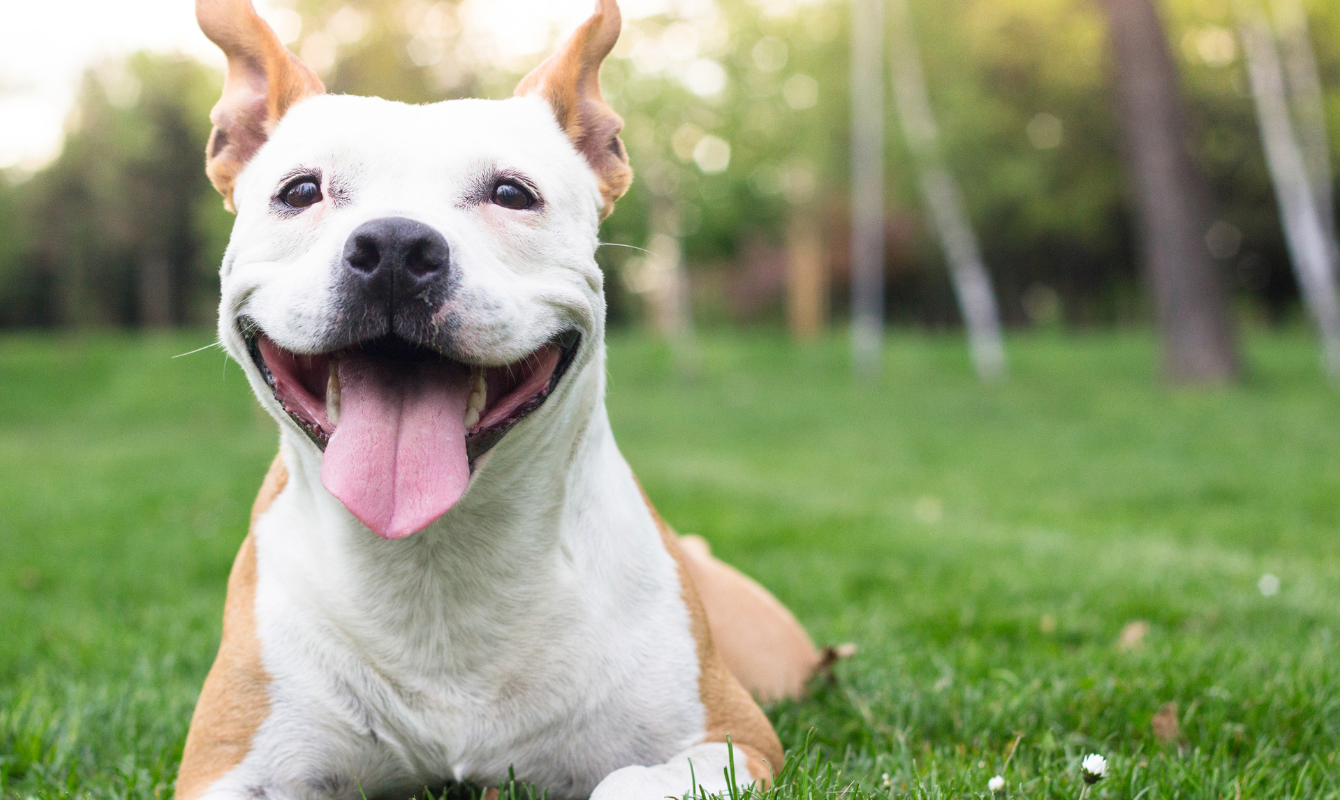 Content Best In Show Enrichment Events Community