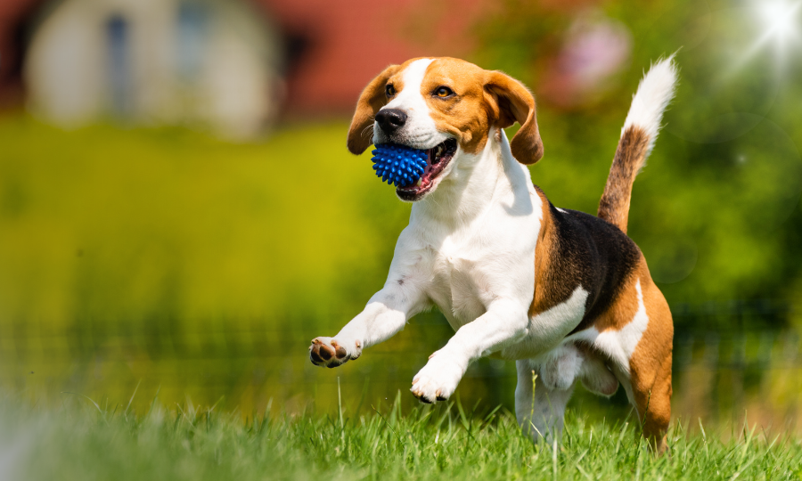 Link Block Best In Show Visiting Us