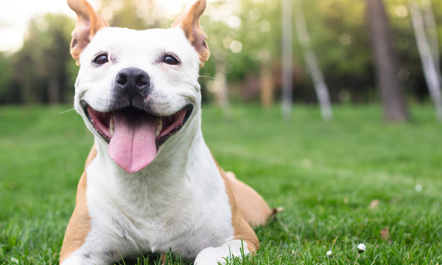 Thumbnail Events Best In Show