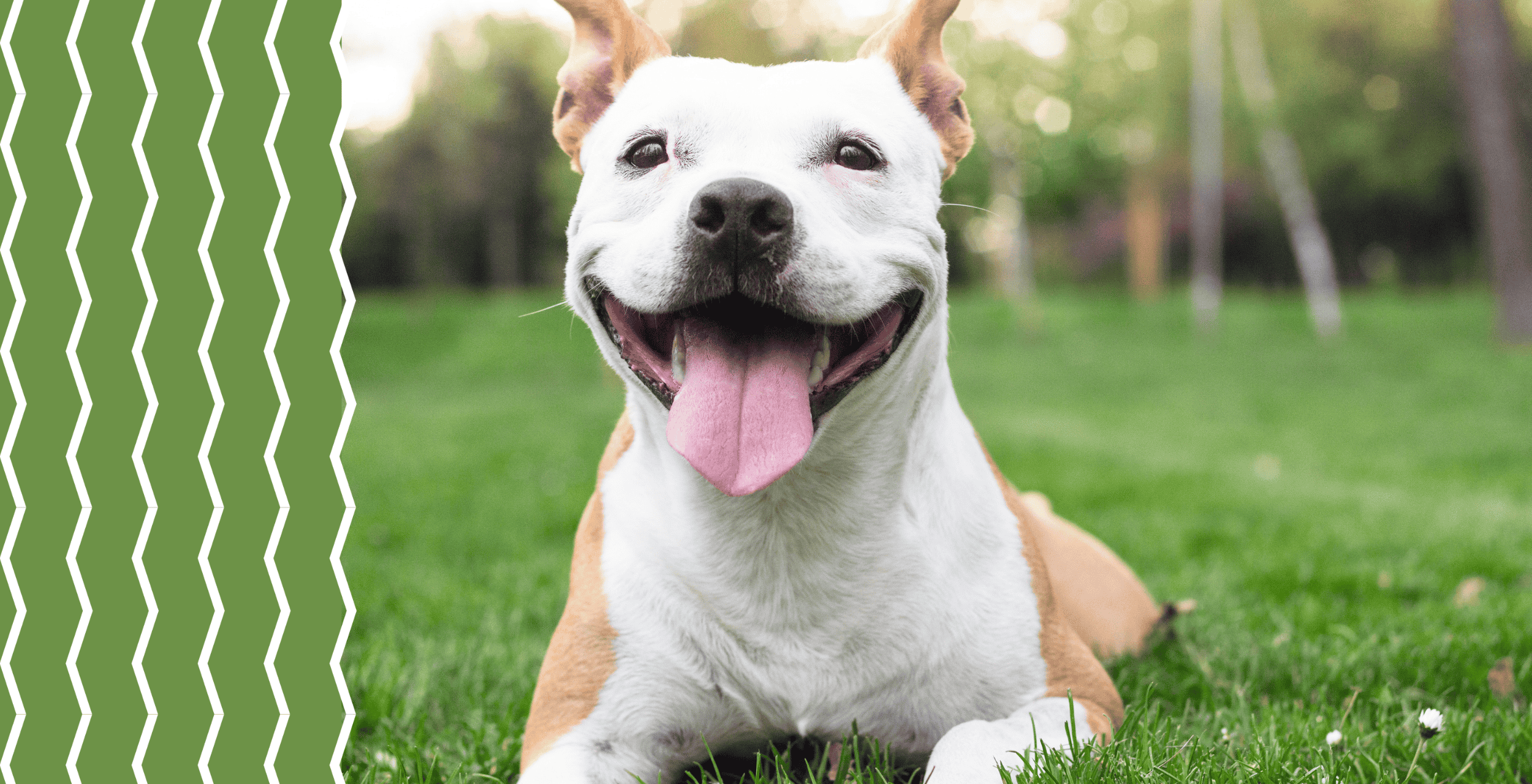 Events Banner Best In Show 2500x1280 1